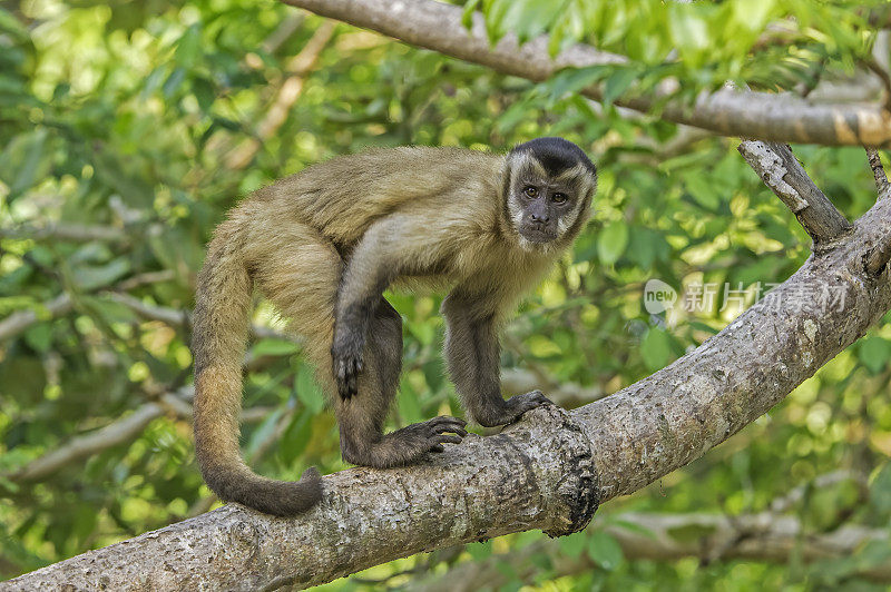 黑条纹卷尾猴(Sapajus libidinosus)，也被称为胡须卷尾猴，是一种来自南美洲的新世界灵长类动物。发现于巴西潘塔纳尔地区。